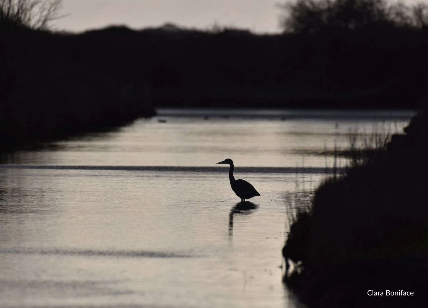 Coastal birds photographed on the shore.