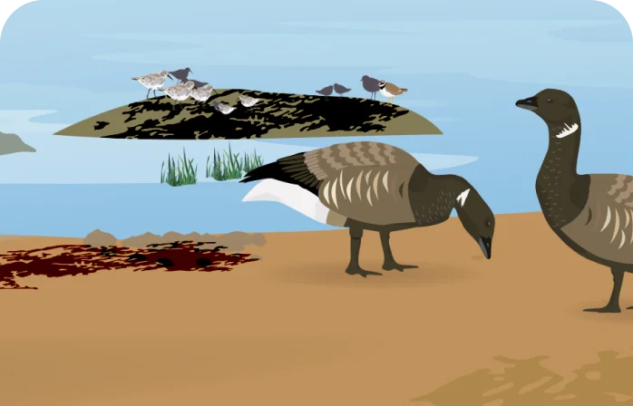Visiting the Solent: Bird Aware visiting guides