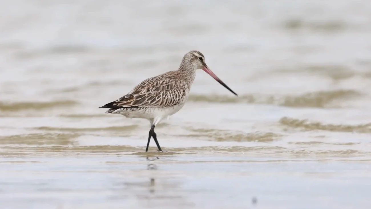 A godwit wading in the shallow water of the Solent.