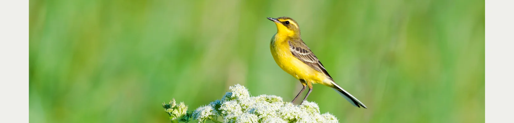 A yellow bird perched on a branch.