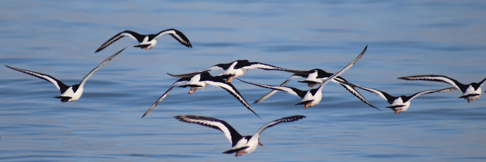 A flock of coastal birds in flight.