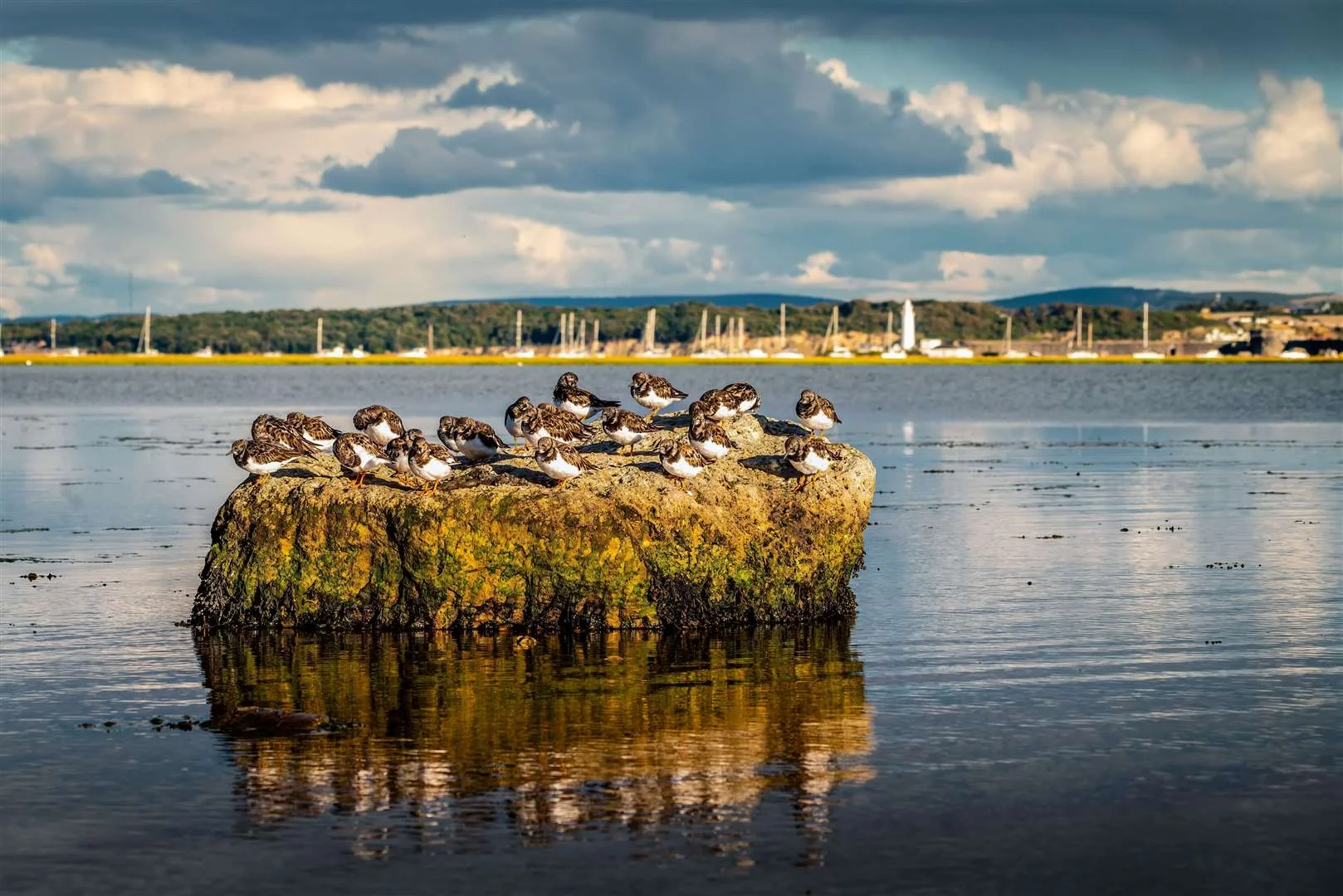 A flock of coastal birds along the Solent shore.