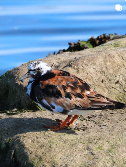 Coastal birds resting on the shoreline.