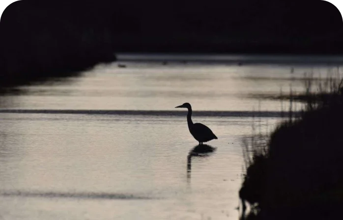 More about coastal habitats